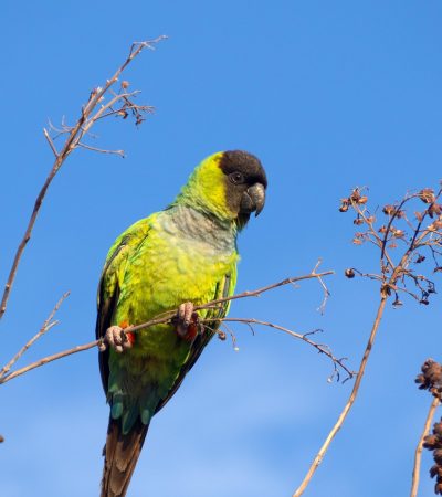 nanday conure pair punjab
