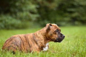 Buy Boxer Puppy Online - Muscular Fawn Boxer Pup