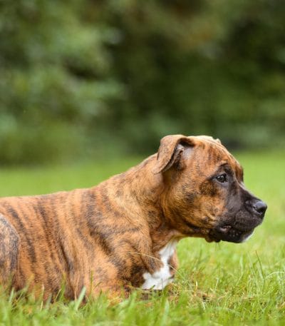 Buy Boxer Puppy Online - Muscular Fawn Boxer Pup