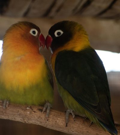 green and black african lovebird punjab
