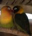 Buy African Love Birds Green - Black Masked Emerald Bird