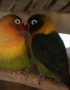 Buy African Love Birds Green - Black Masked Emerald Bird