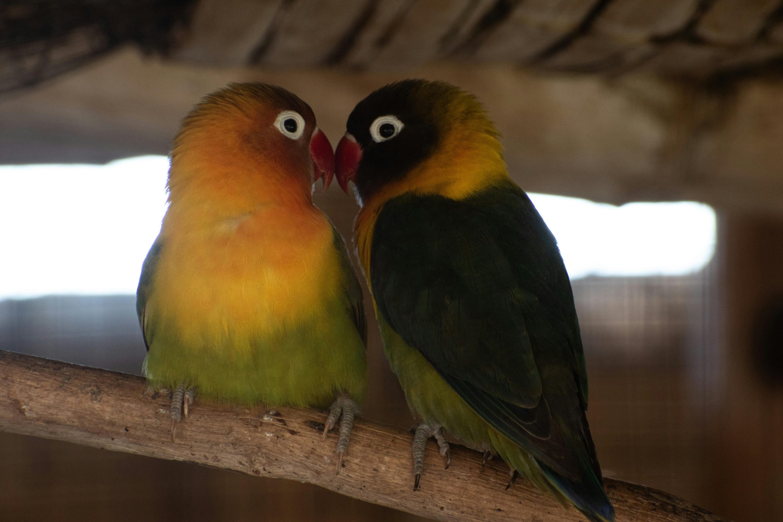 Buy African Love Birds Green - Black Masked Emerald Bird