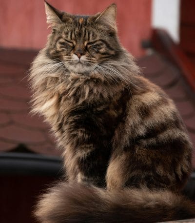 Siberian cat Kitten/Adult