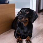 Dachshund Puppy /Adults | Black & Tan Color