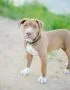 Buy American Bully Pocket Size Puppy - Heavy Bone Compact Pup