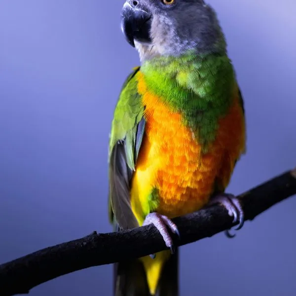 Buy Senegal Parrot Pair - Grey Head and Yellow Vest Bird