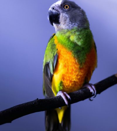 senegal parrot pair punjab