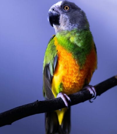 Buy Senegal Parrot Pair - Grey Head and Yellow Vest Bird