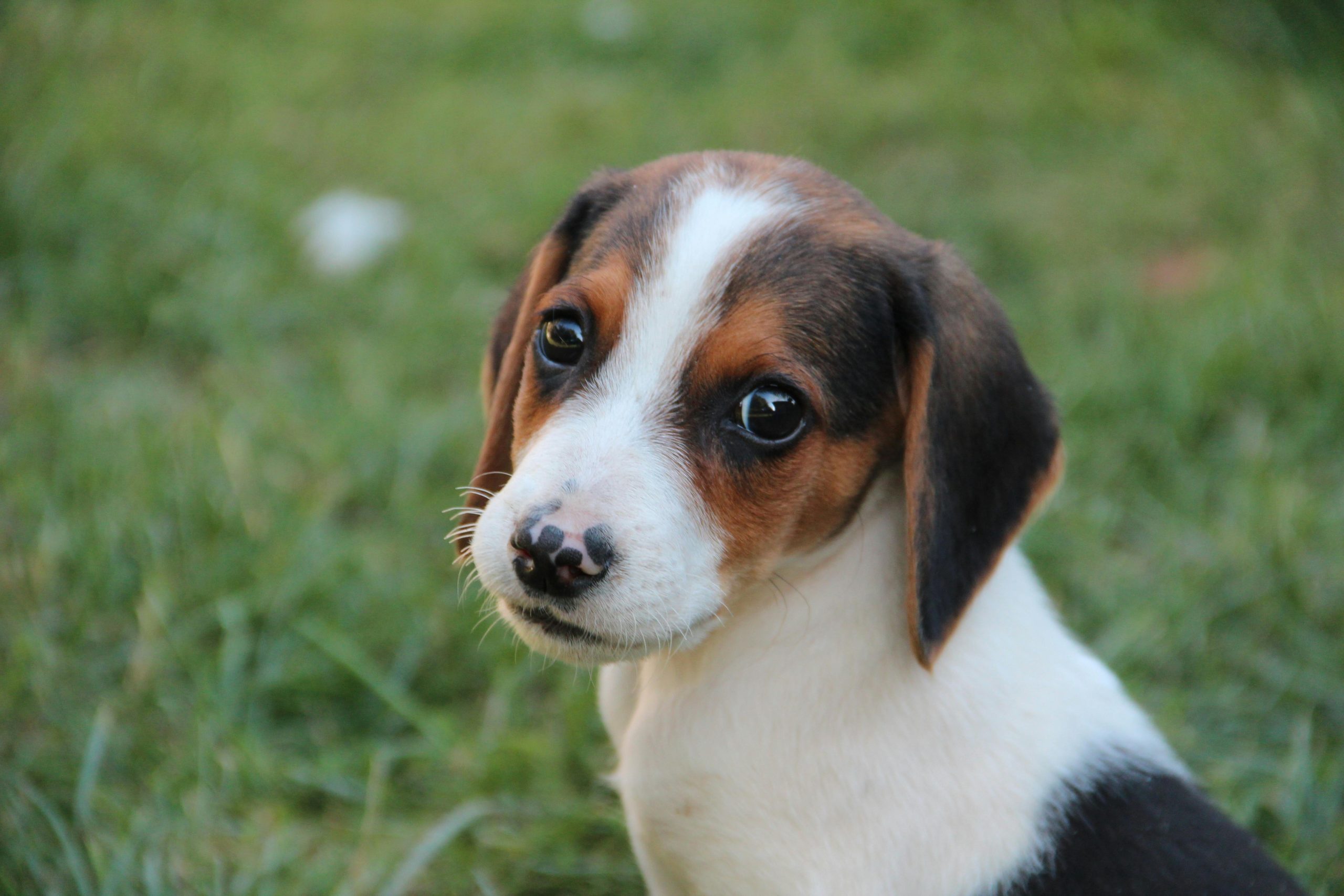 Beagle - Tri Color Puppy/Adult