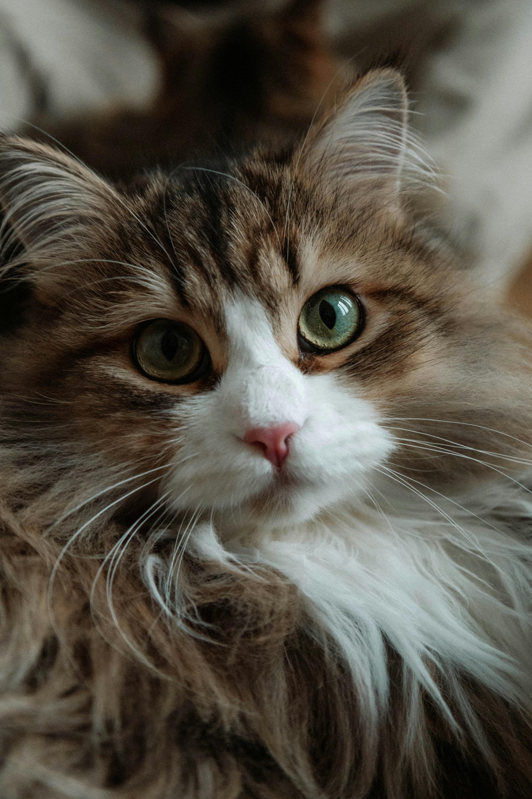 Buy Siberian Cat Kitten - Fluffy Hypoallergenic Forest Cat