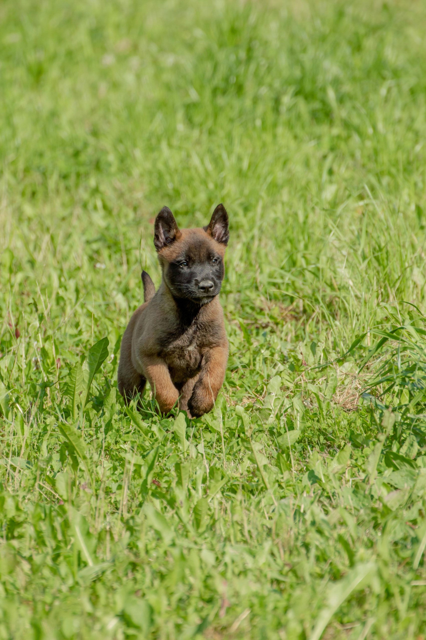 Belgian Malinois Puppy