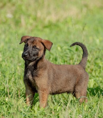 Buy Belgian Malinois Puppy - High Drive Protection Dog