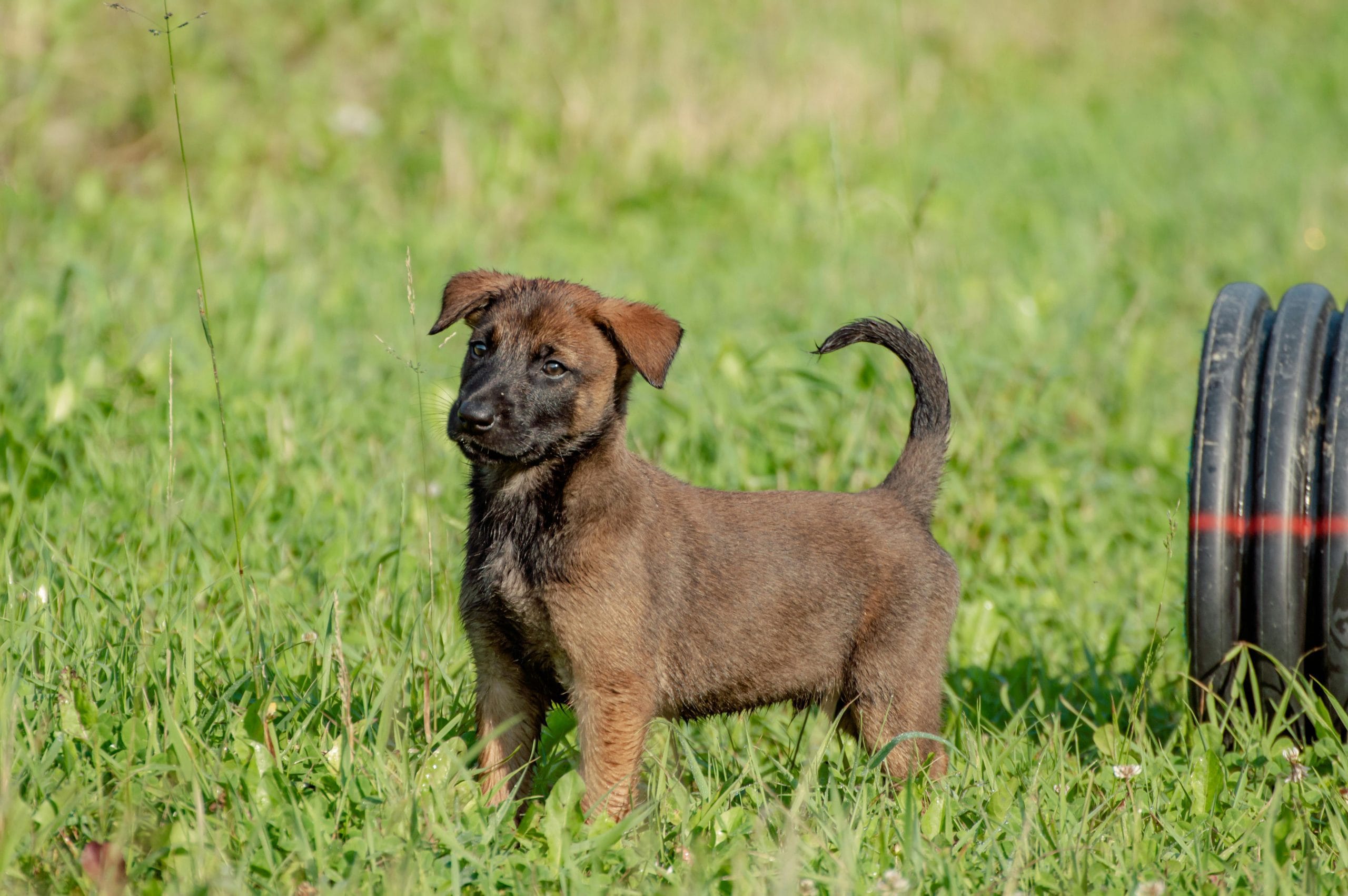 Buy Belgian Malinois Puppy - High Drive Protection Dog