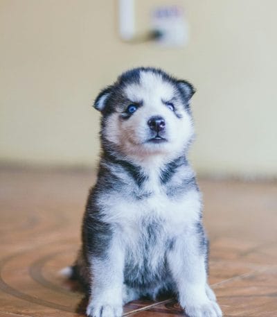 Siberian Husky Blue Eye