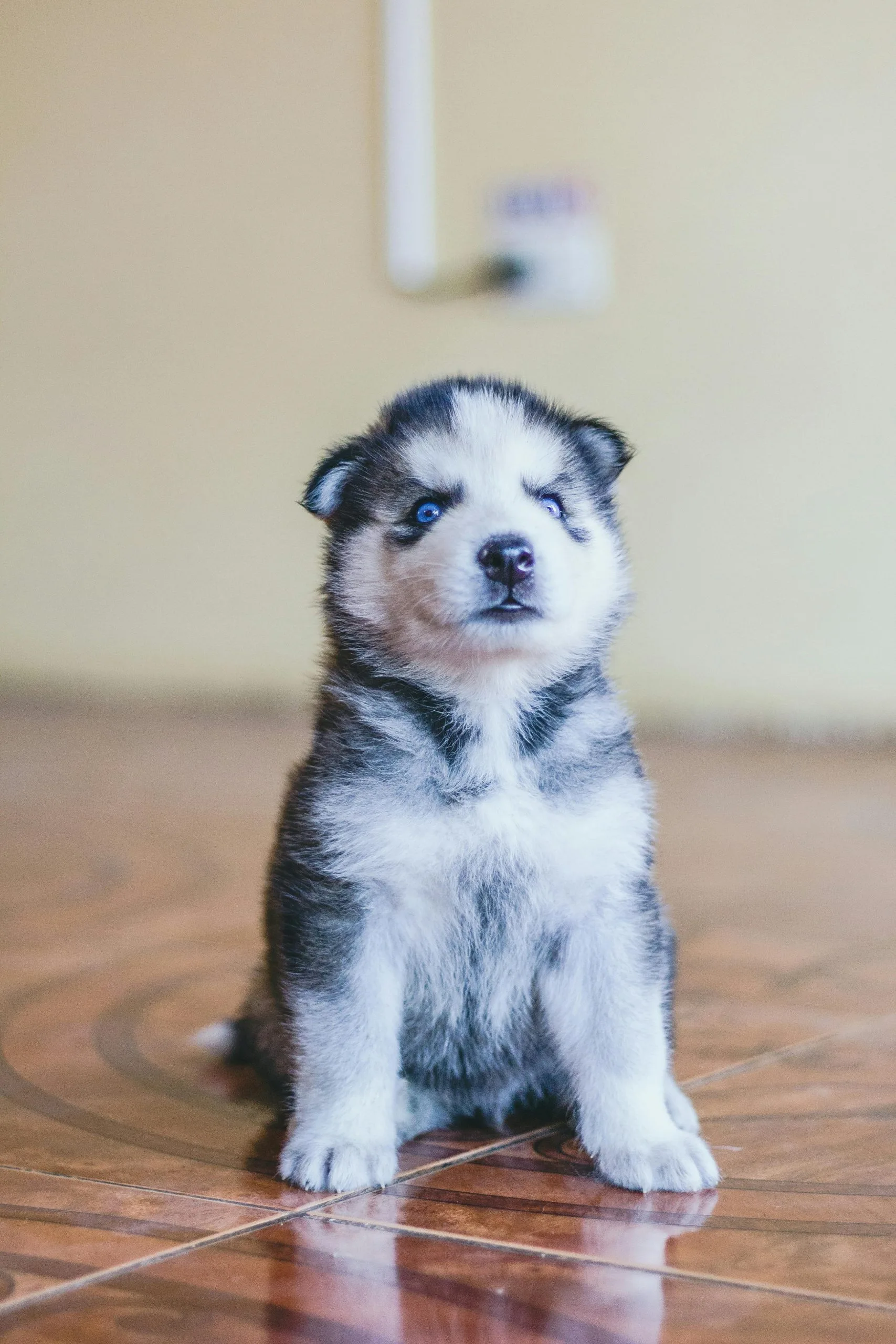 Siberian Husky Blue Eye