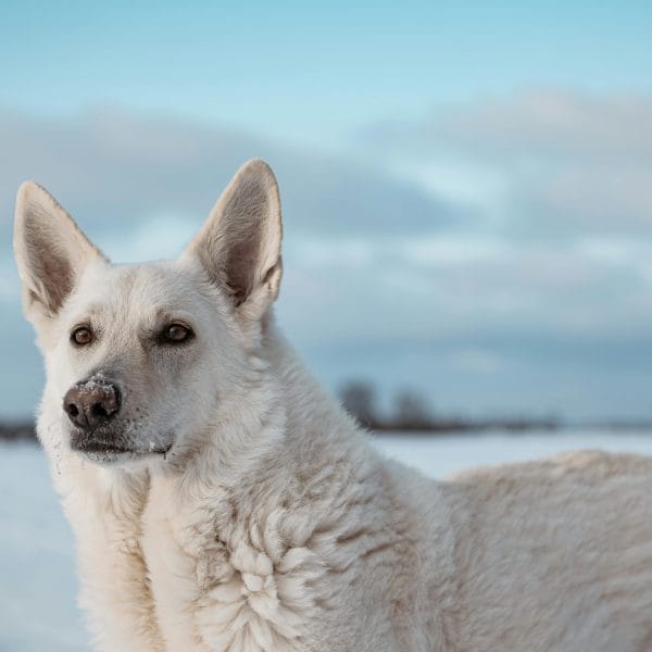 White German Shepherd Price Bhopal - Pure White Double Coat Puppy