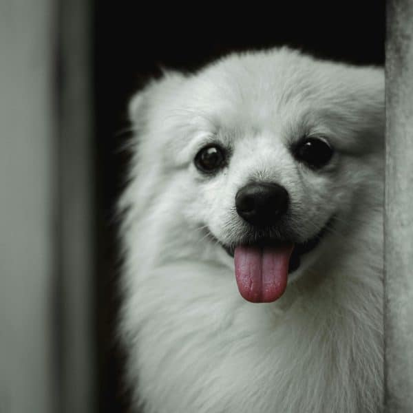 White Pomeranian Bhopal - Pure White Fluffy Puppy for Sale