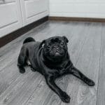 Pug Puppy /Adult | Black Color
