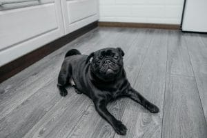 Pug Puppy /Adult | Black Color