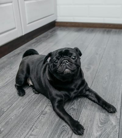 Pug Puppy /Adult | Black Color