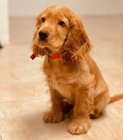 Cocker Spaniel Puppy / Adult | Brown Color