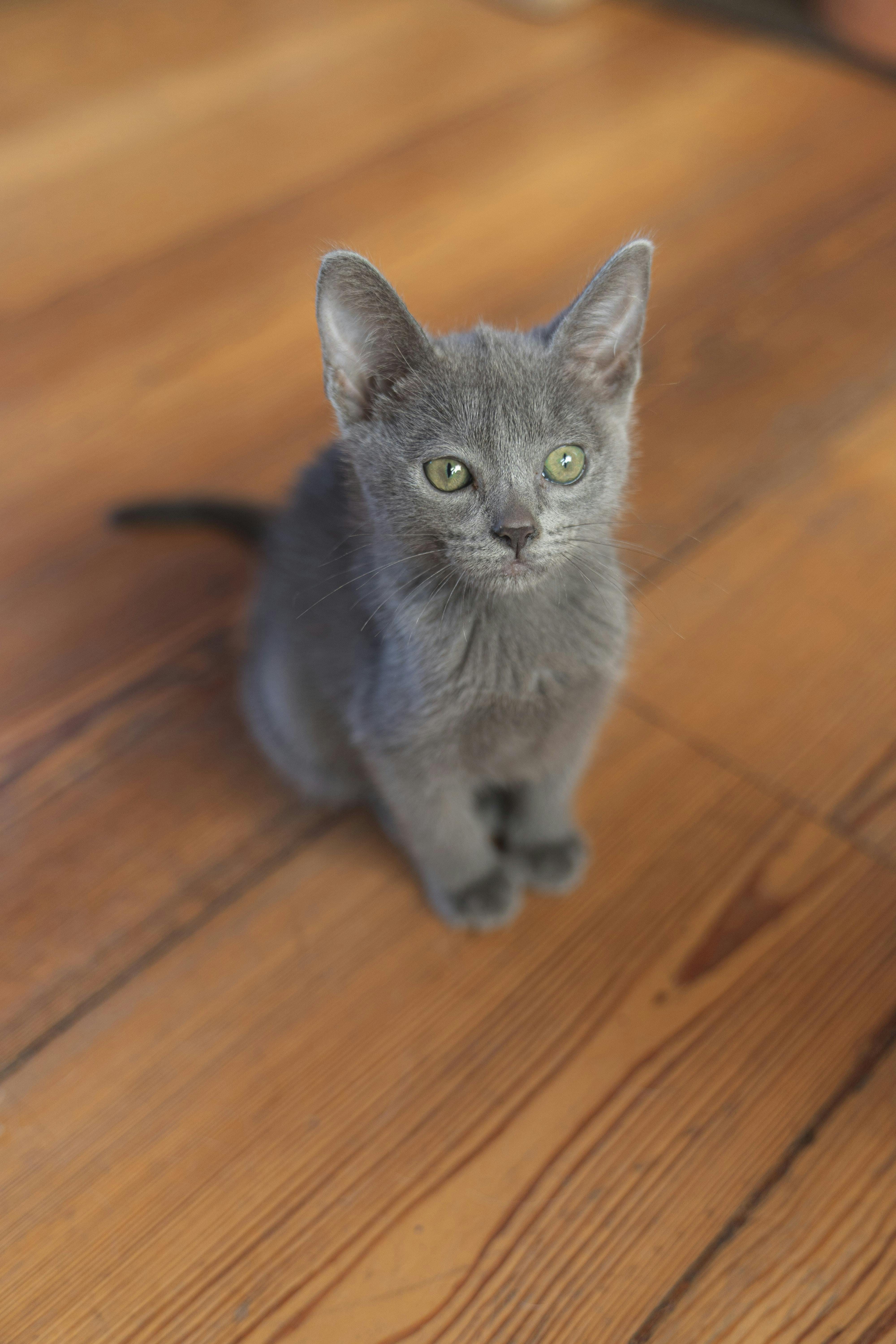 Russian Blue Kitten/Adult