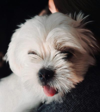 white shih tzu punjab
