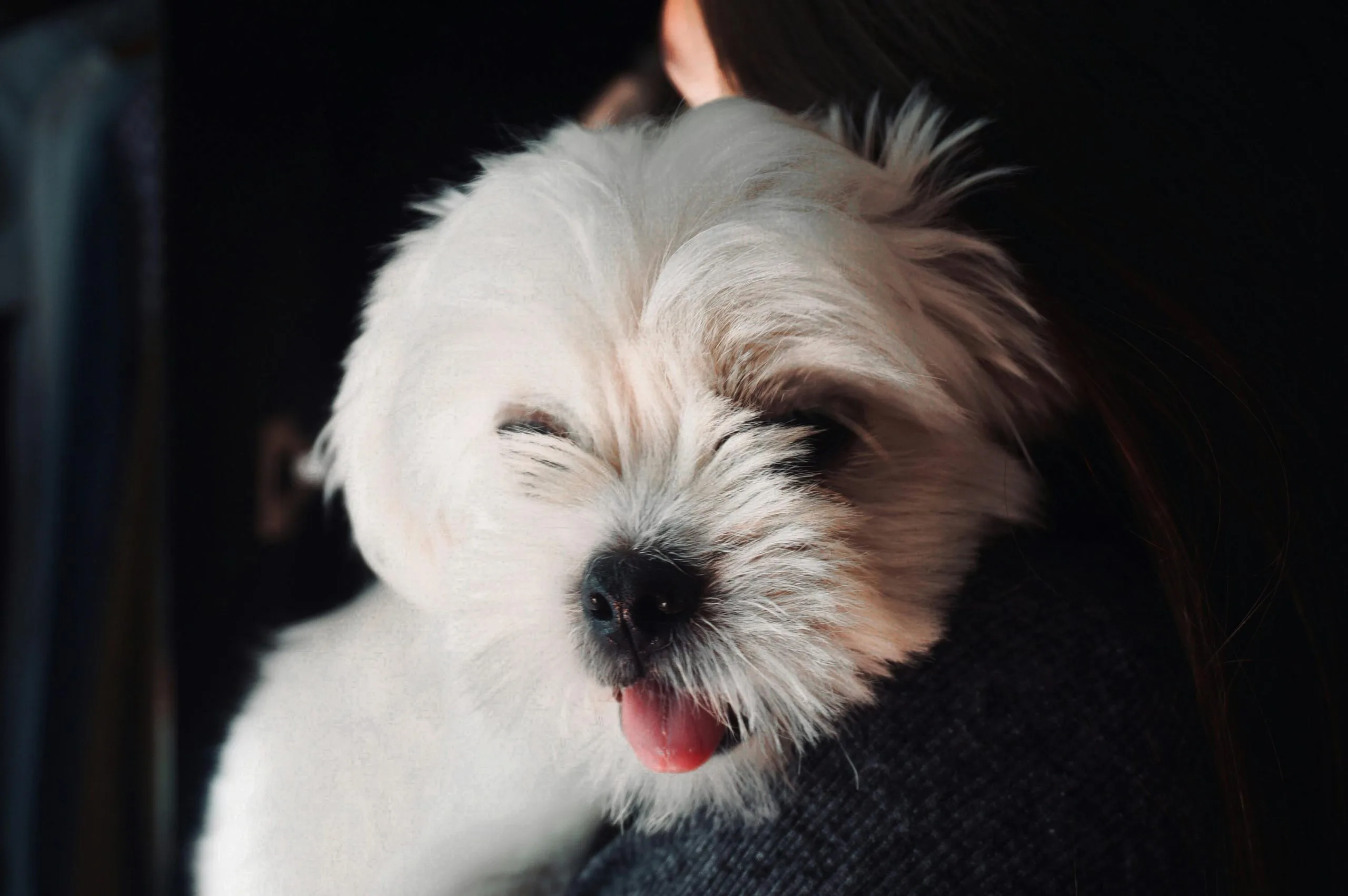 White Shih Tzu Bhopal - Pure White Puppy for Sale