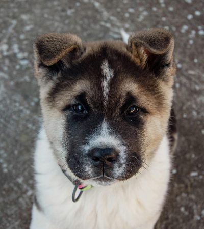 red fawn akita puppy punjab