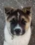 Buy Akita Puppy - Powerful Japanese Bear Dog Pup