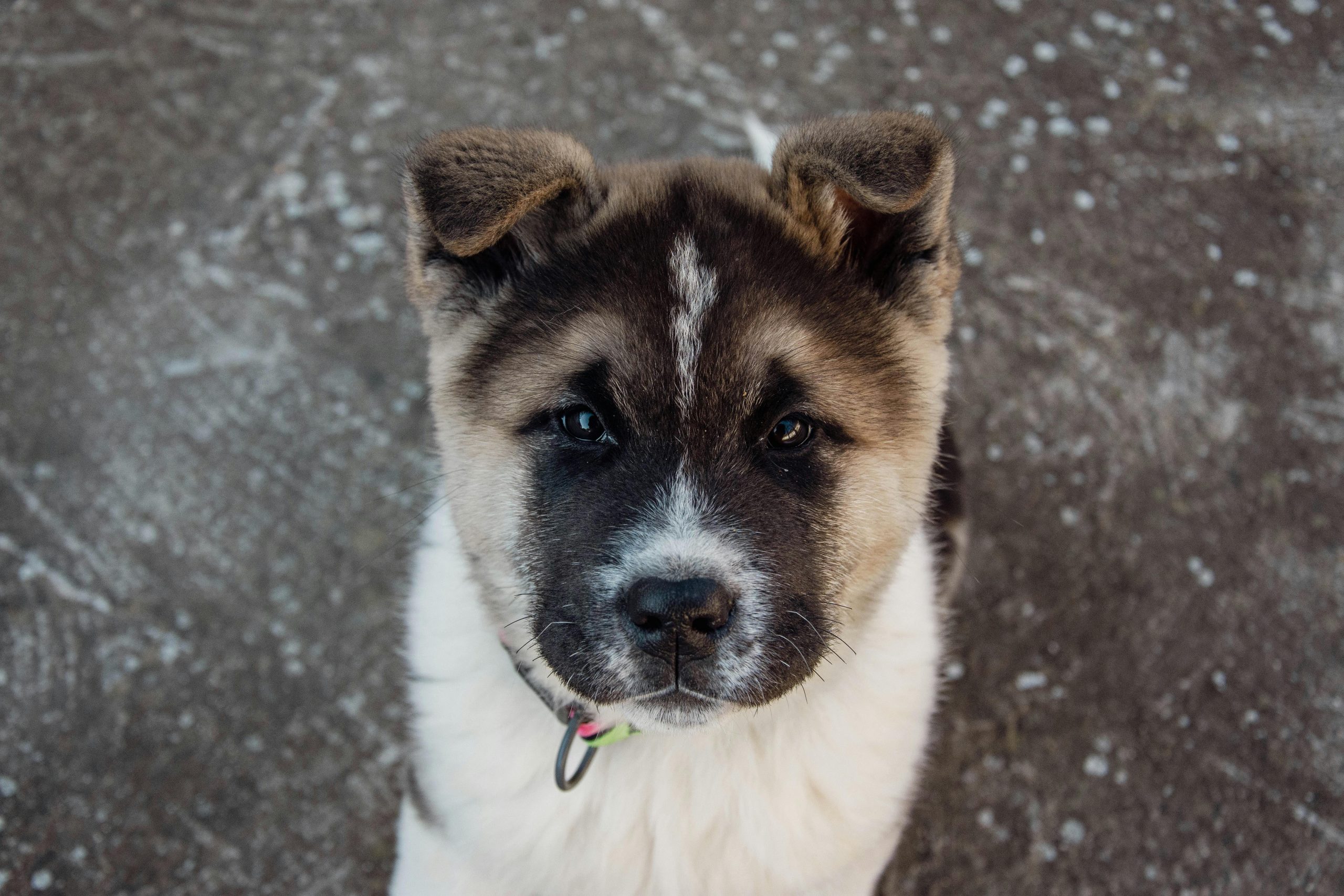 Buy Akita Puppy - Powerful Japanese Bear Dog Pup