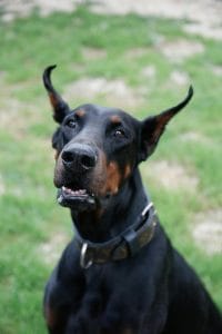 Buy Black and Rust Doberman Puppy - Sleek Classic Guard Dog