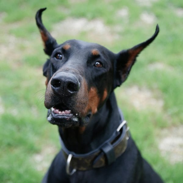 Buy Black and Rust Doberman Puppy - Sleek Classic Guard Dog
