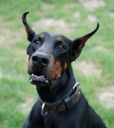 black and rust doberman punjab