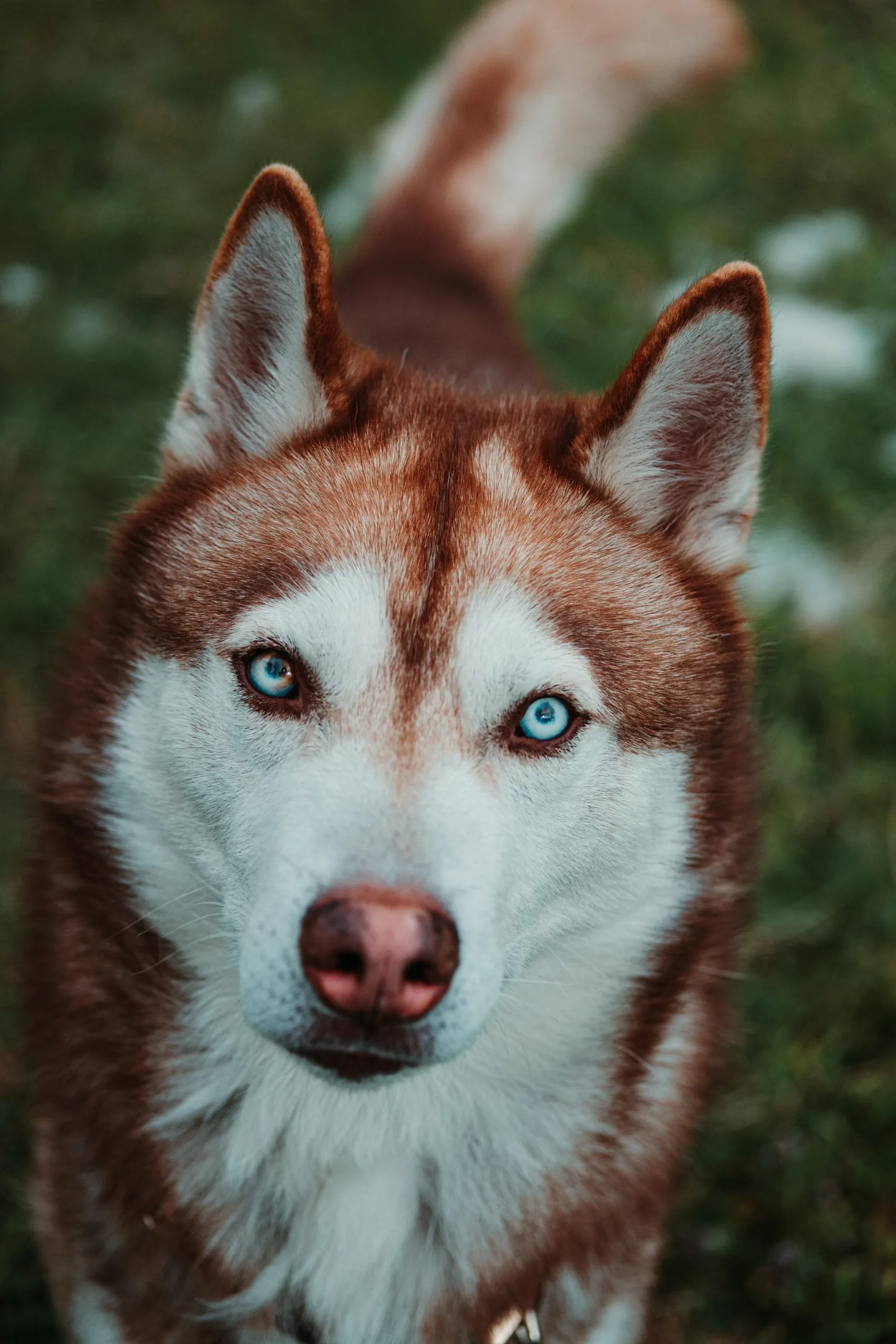 Siberian Husky - Copper & White