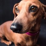 Dachshund - Red Color Puppy/Adult