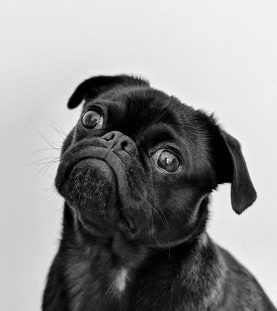 black pug punjab