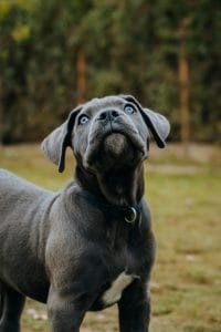 Buy Cane Corso Puppy - Powerful Italian Mastiff Guardian