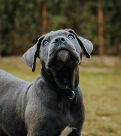 black cane corso puppy punjab