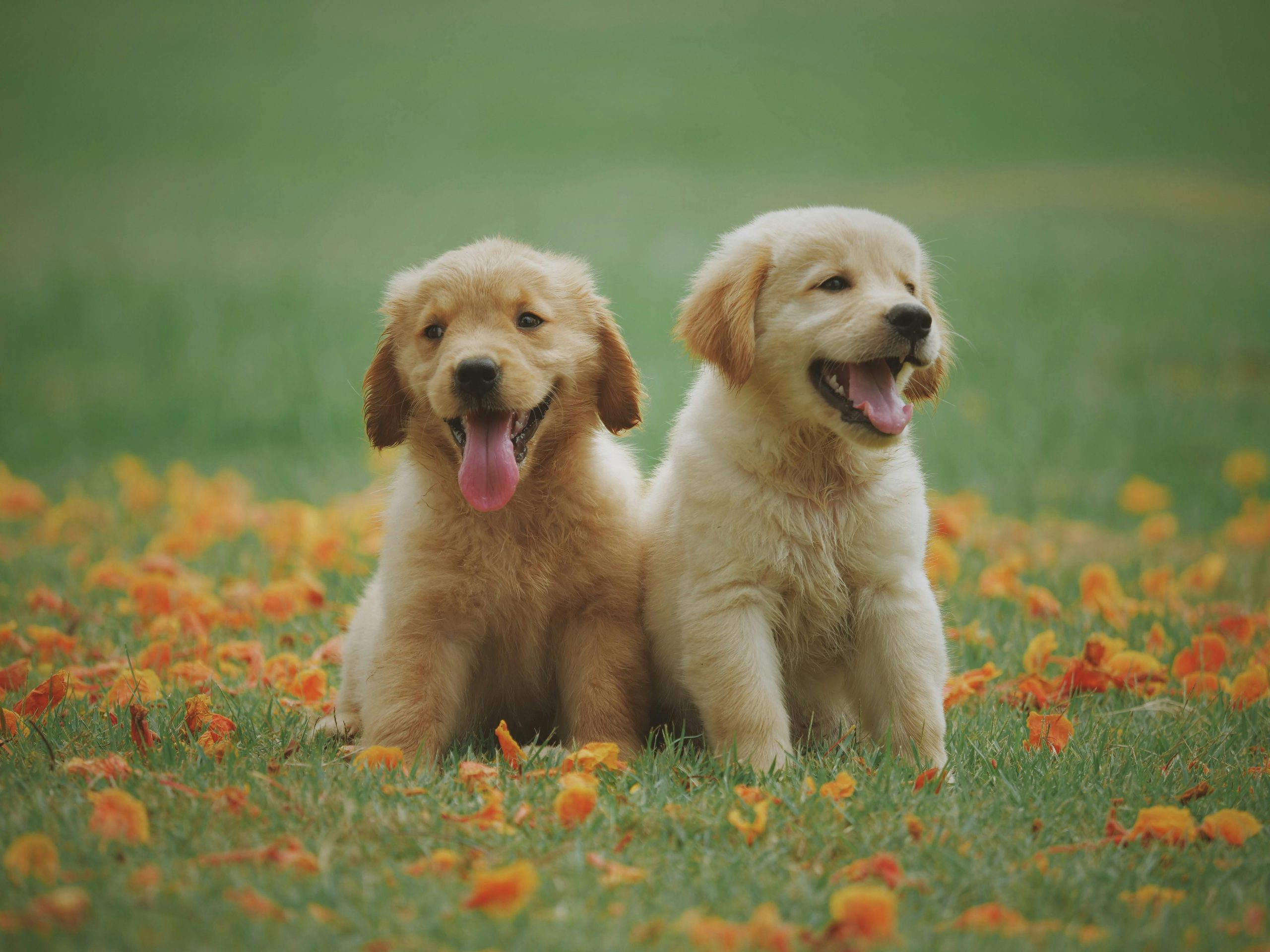 Golden Retriever Puppy /Adults | Golden Color