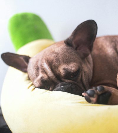 brindle french bulldog punjab