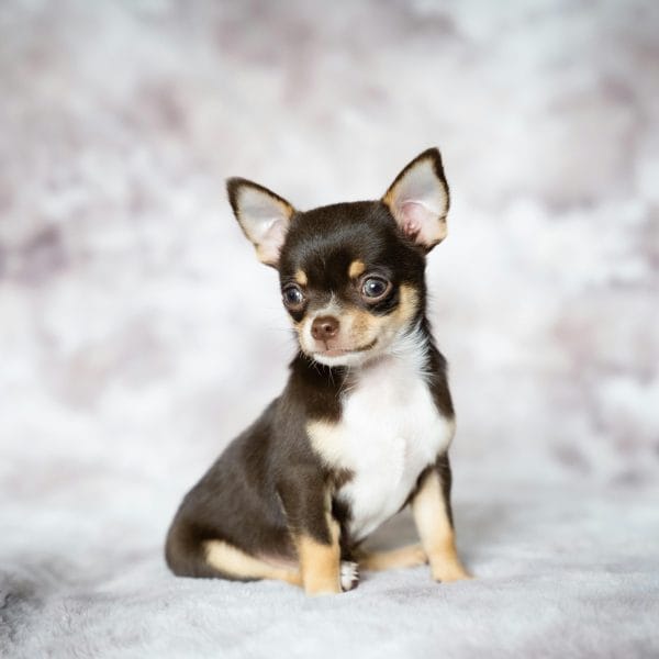 Buy Chihuahua Puppy Online - Tiny Apple Head Pup