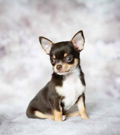 short haired chihuahua puppy punjab