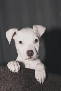 Buy Dogo Argentino Puppy - Pure White Muscular Guard Dog
