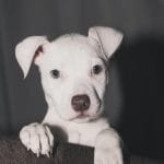 Buy Dogo Argentino Puppy - Pure White Muscular Guard Dog