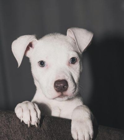 dogo argentino puppy punjab