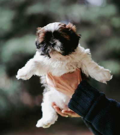 Shih Tzu Puppy/Adults | Tri Color Puppy/Adult