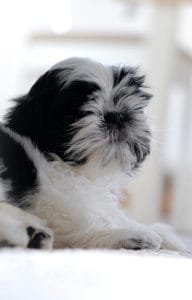 Shih Tzu Puppy /adult - Black & white Color