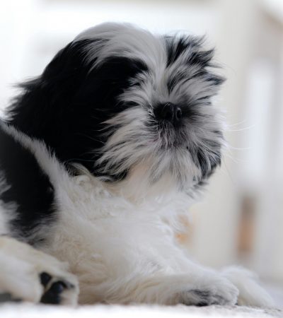 Shih Tzu Puppy /adult - Black & white Color